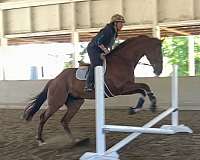 17-hand-thoroughbred-horse