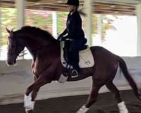 17-hand-gelding