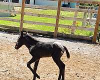angel-wings-horse