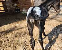 bay-angel-wings-horse