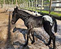 all-around-breeding-appaloosa-horse