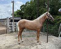 colt-palomino-horse