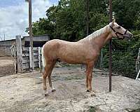 palomino-ancce-colt-stallion
