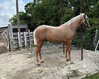 ancce-palomino-colt-stallion