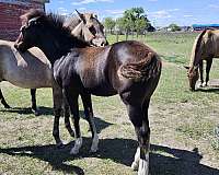 black-blaze-4-match-socks-horse