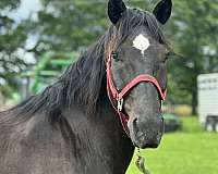 experienced-kentucky-mountain-horse