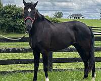 foundation-kentucky-mountain-horse