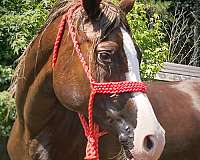 flaxen-loud-white-markings-horse
