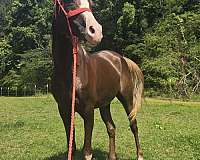 chestnut-flaxen-loud-white-markings-horse