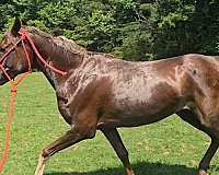 hunt-seat-equitat-arabian-horse