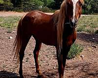whie-blaze-two-front-sock-horse