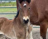 bay-kfps-colt-stallion