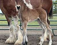 stallion-clydesdale-friesian-horse