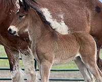 bay-clydesdale-friesian-colt-stallion