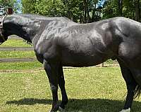 pleasure-quarter-horse