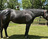 trail-quarter-horse