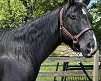 roping-quarter-horse