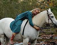 37323-percheron-horse