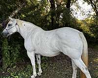 chattanooga-tn-percheron-horse