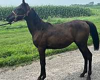 black-arabian-stallion-yearling