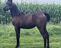 good-disposition-arabian-horse