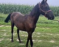 wormed-arabian-horse