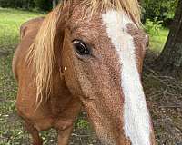 quarter-horse-mare