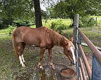 quarter-horse-for-sale