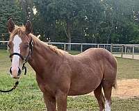 breeders-trust-colt-weanling
