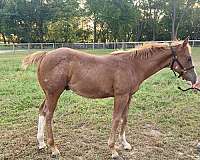 overo-apha-colt-weanling