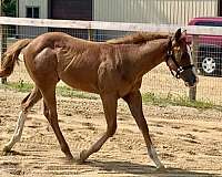 sorrel-apha-colt-weanling