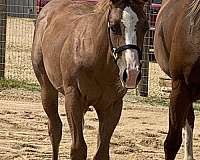 fully-vaccinated-paint-horse