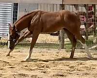 eager-colt