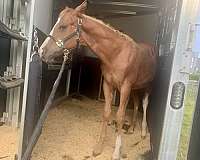 fully-vaccinated-colt