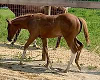 invitation-colt