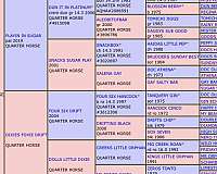 athletic-quarter-horse