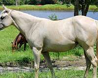 all-around-quarter-horse