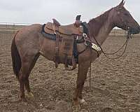 red-roan-quarter-horse-mare