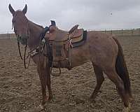 red-roan-mare-for-sale