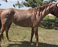 red-roan-quarter-horse-for-sale