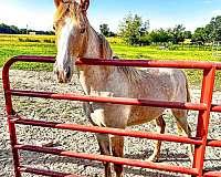 all-around-tennessee-walking-horse