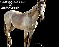 athletic-tennessee-walking-horse