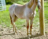 breeders-trust-tennessee-walking-horse