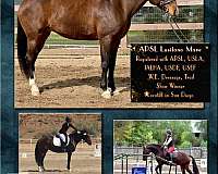 usef-lusitano-horse