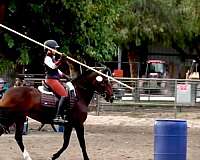 usdf-lusitano-horse