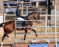 show-champion-lusitano-horse