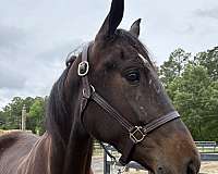 good-attitude-draft-horse