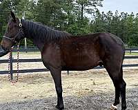 attitude-draft-horse