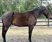 back-draft-horse