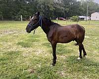 hoa-friesian-gelding